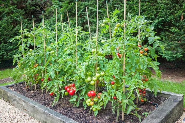 faire pousser tomates sur tuteurs pour prévenir le mildiou