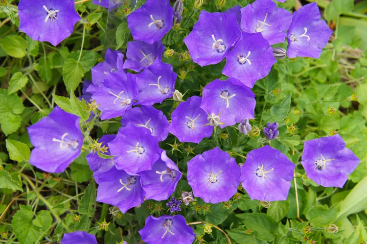fleurs bleues vivaces couvre sol campanules