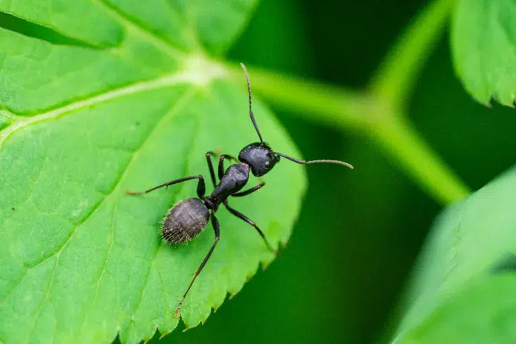 fourmis sur les plantes 2024