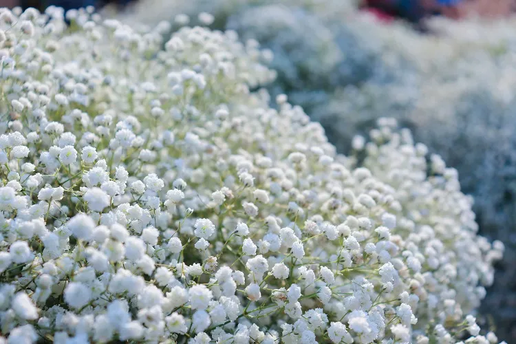 gypsophile blanche fleur vivace sans entretien horticulture jardinage exposition plein soleil