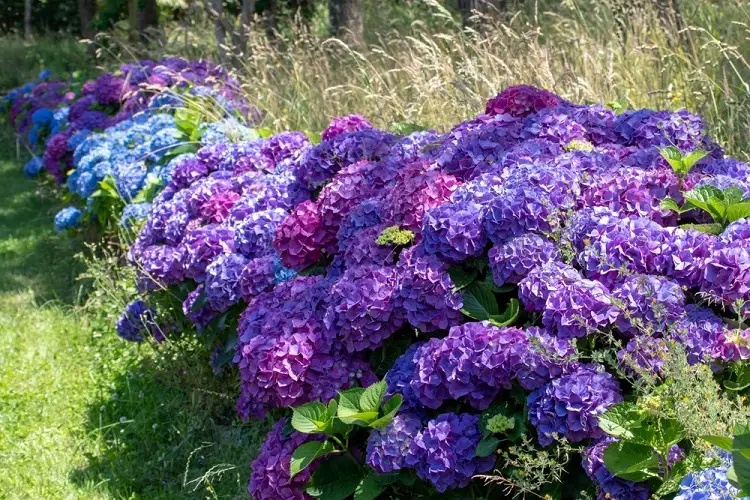 hydrangea bleu violette floraison abondante
