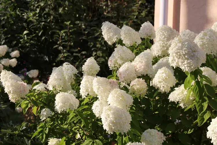 hydrangea paniculata plante vivace fleurs blanches plein soleil sans entretien