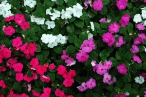 impatiens fleurs d'ombre qui fleurissent tout l'été
