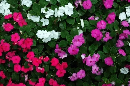 impatiens fleurs d'ombre qui fleurissent tout l'été