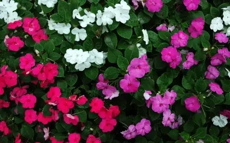 impatiens fleurs d'ombre qui fleurissent tout l'été