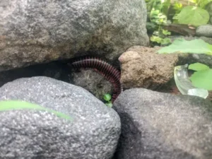insectes qui vivent sous les pierres cloporte mille pattes