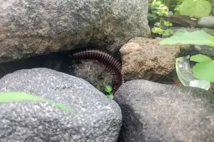 insectes qui vivent sous les pierres cloporte mille pattes