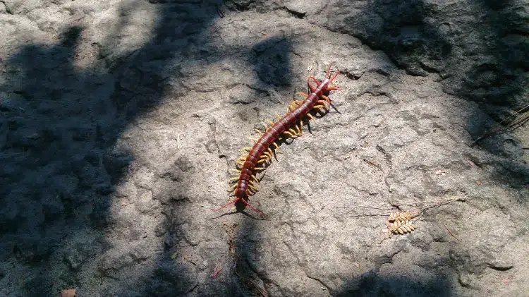 insectes qui vivent sous les pierres fourmis rouges mille pattes