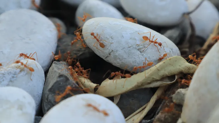 insectes qui vivent sous les pierres fourmis rouges