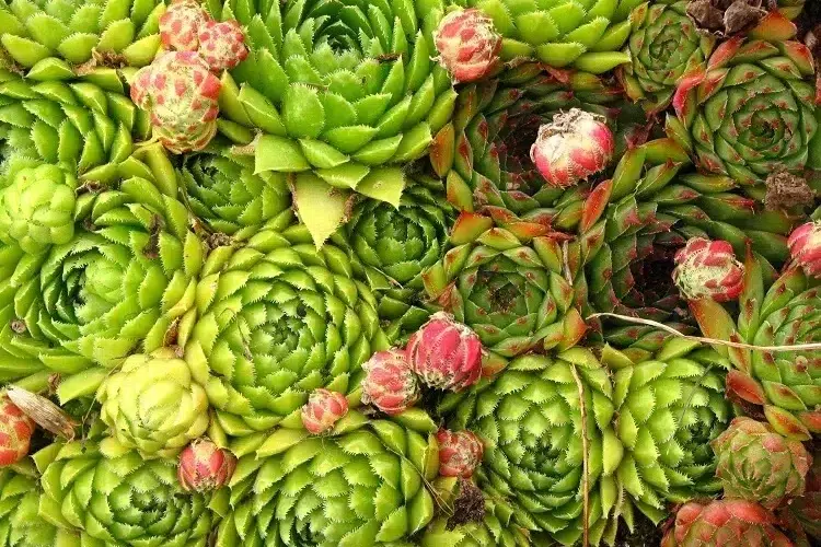 joubarbe plante succulente tapissante couvre sol exotique jardin sec sans arrosage