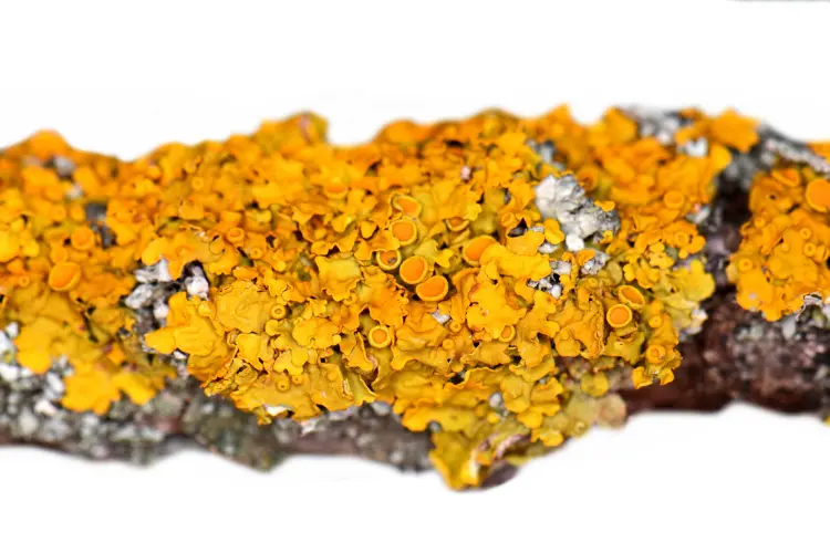 lichen jaune sur les arbres branches jardin plantes danger enlever naturellement 