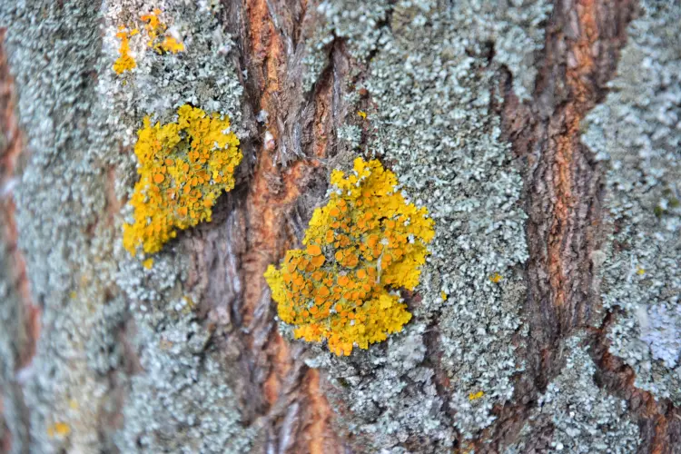 lichen jaune sur les arbres faut il l'enlever traitement vinaigre blanc