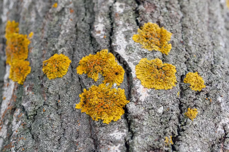 lichen jaune sur les arbres que faire traitement naturel danger