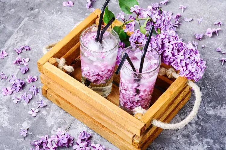 limonade aux fleurs de lilas ingredients sirop printemps