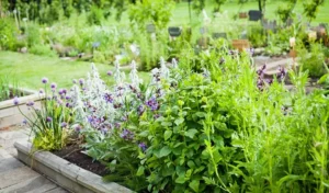 liste plantes à feuilles odorantes extérieur pleine terre pot jardinière vivaces