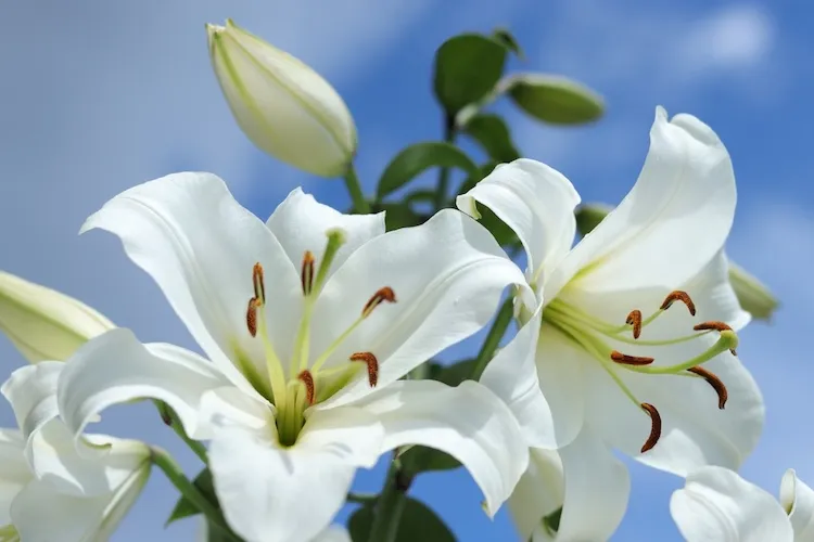 lys blanc fleur vivace jardin plein soleil
