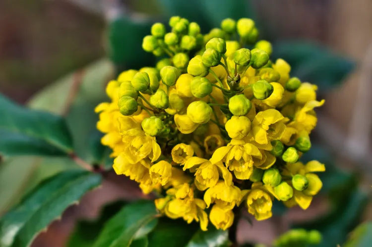 mahonia commun pyracantha rosier rugueux plante pour haie defensive