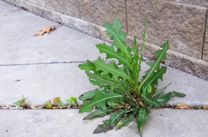 mauvaises herbes dans les fissures béton allées pavés cailloux comment les tuer naturellement mark herreid shutterstock