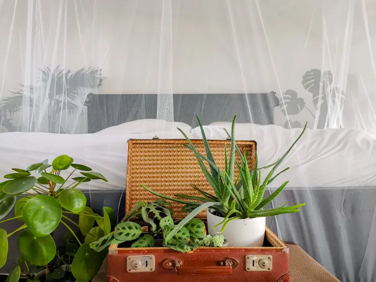 meilleure plante anti moustique chambre lutter éviter éloigner citronnelle