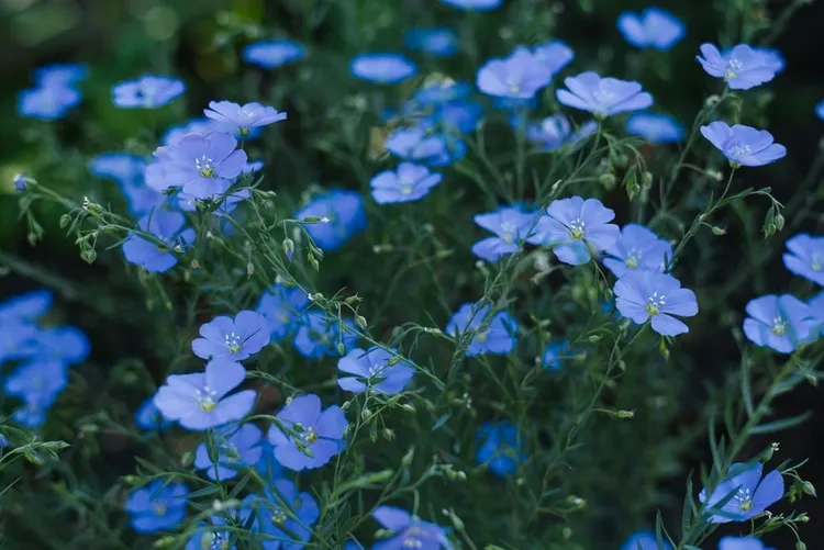 meilleures plantes vivaces avec fleurs bleues