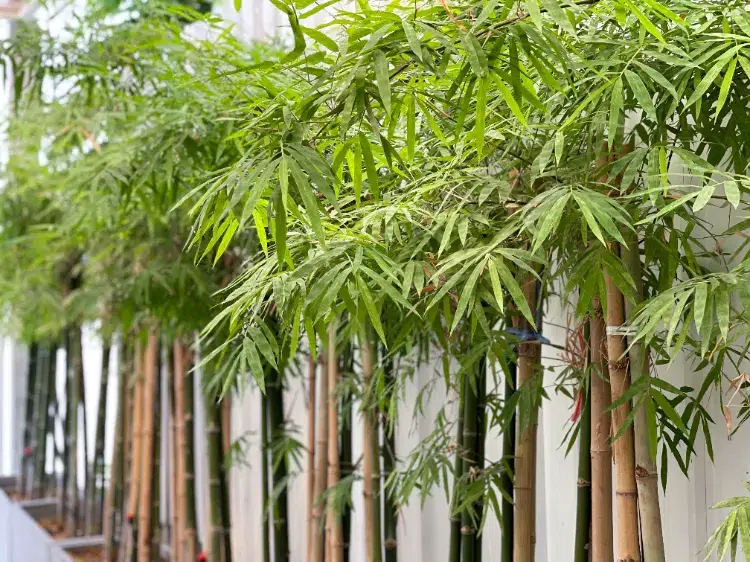 mettre de l'engrais au bambou 2024