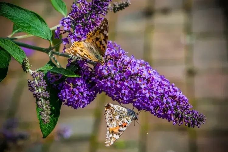 mon buddleia ne fleurit pas couleur violette grappes allongées grande ressemblance lilas arbuste attire abeilles papillons