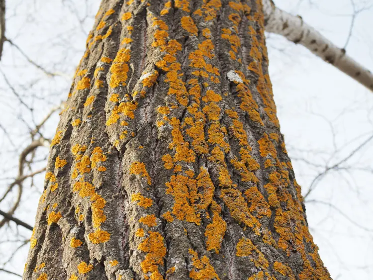 mousse et lichen sur les arbres pierres jardin traitement naturel