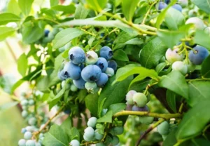 myrtillier arbuste comestible haie jardin