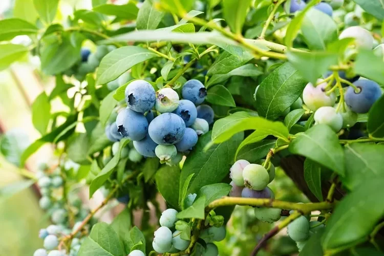 myrtillier arbuste comestible haie jardin
