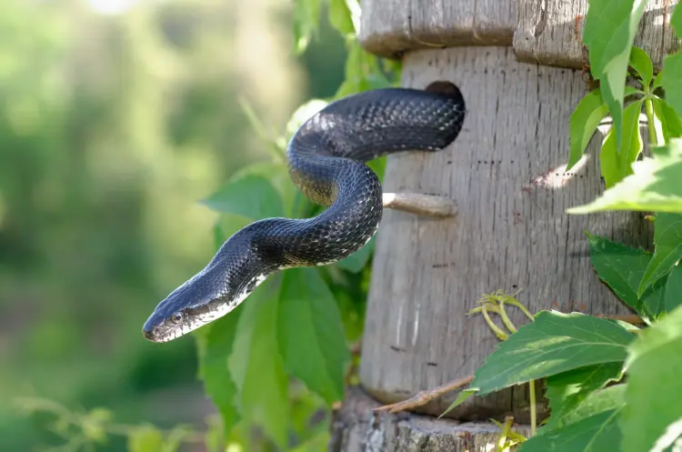 nid de serpent dans le jardin comment savoir s'il y a un s'en débarrasser signes vipères oeufs 