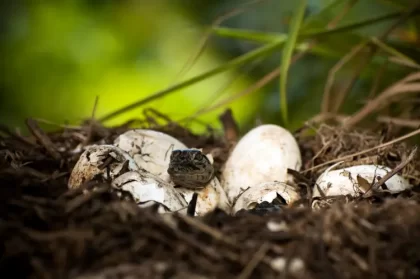 nid de serpent dans le jardin comment s'en débarrasser oeufs faire fuir naturellement heiko kiera shutterstock