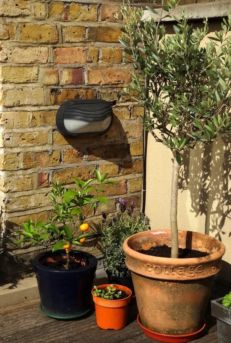 olivier arbre arbuste en pot balcon terrasse plein soleil