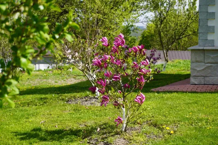 ou planter un magnolia au jardin exposition soleil type de sol proximité