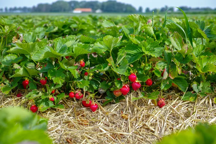 paillis pour les fraisiers jardin potager association plantes compagnes 