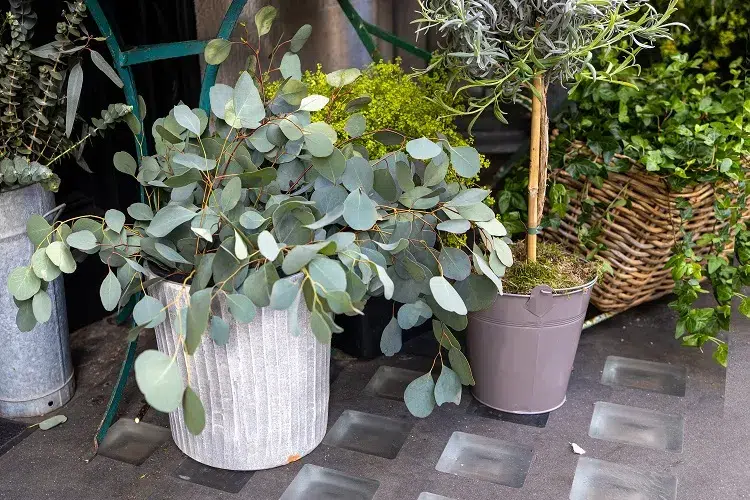 petit arbre eucalyptus en pot terrasse balcon ensoleillé plein sud soleil