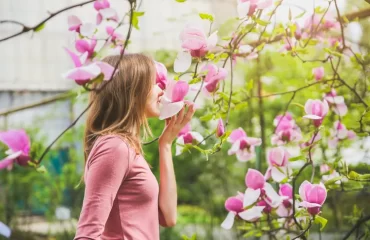 peut on consommer les consommer les fleurs du magnolia