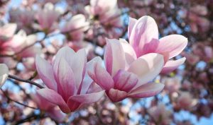 peut on manger des feuilles de magnolia