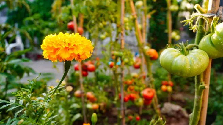 peut on planter les tomates en mai pleine terre jardin 