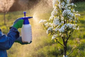 peut on traiter les arbres fruitiers en fleurs