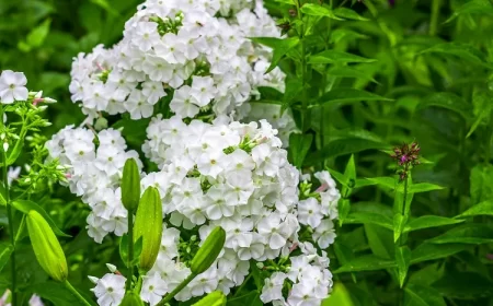 phlox paniculata vivace fleurs blanches entretien facile plein soleil