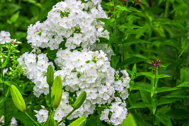 phlox paniculata vivace fleurs blanches entretien facile plein soleil
