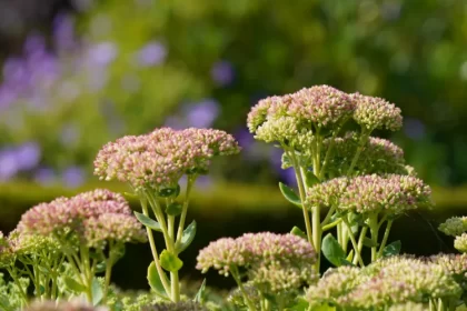 plante comestible pour jardin 2024