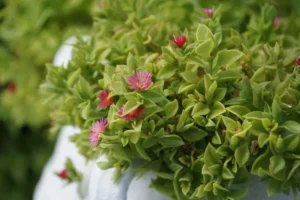 plante grasse extérieur plein soleil sans arrosage entretien terrasse crystaldream shutterstock