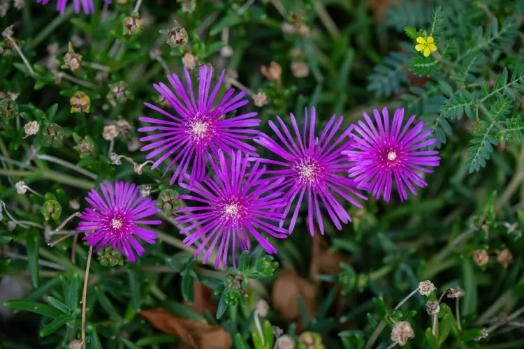 plante grasse fleurissante plein soleil couvre sol lampranthus 