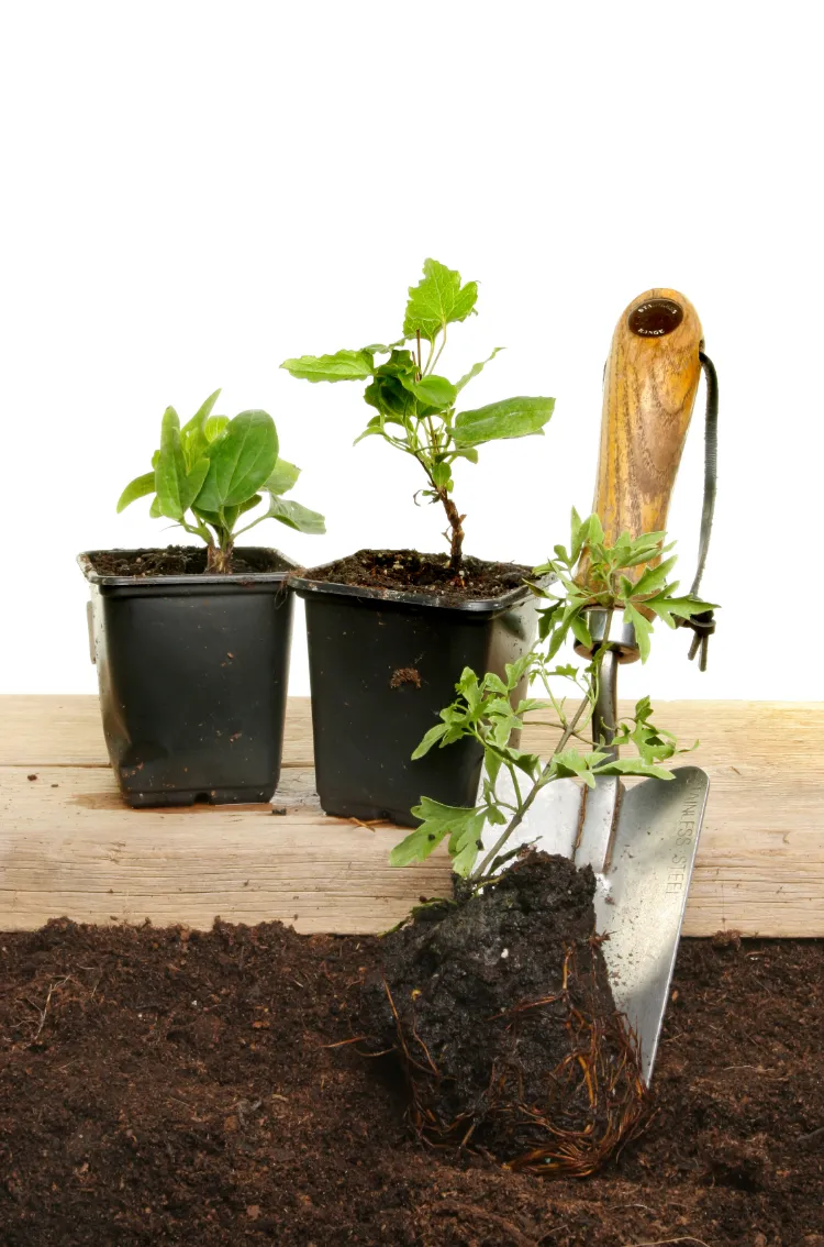 planter des clématites 2024