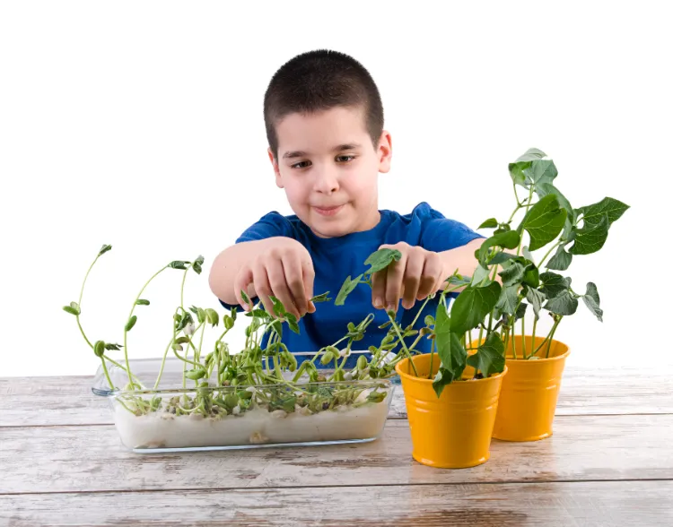 planter des graines de haricot avec les enfants