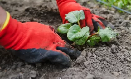 planter la rhubarbe nouvellement plantées couronnes arrosées rester humides mettre paillis empêcher évaporation