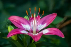 planter les lys asiatiques arrosage taille printemps