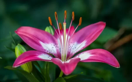 planter les lys asiatiques arrosage taille printemps