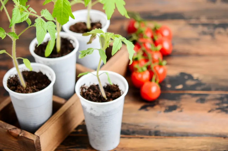planter les tomates à l'intérieur